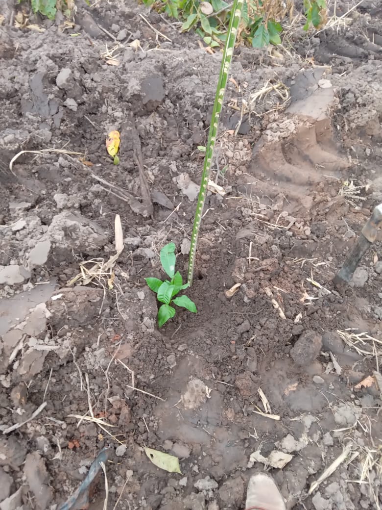 2024_03_qwesi_beginnt_als_farmer_001.jpeg
Size: 165.97 KB
Created: 2025-09-05 15:25:51
Edited: 2024-03-24 09:56:54
Mime Type: image/jpeg 2024_03_qwesi_beginnt_als_farmer_001.jpeg
Size: 165.97 KB
Created: 2025-09-05 15:25:51
Edited: 2024-03-24 09:56:54
Mime Type: image/jpeg